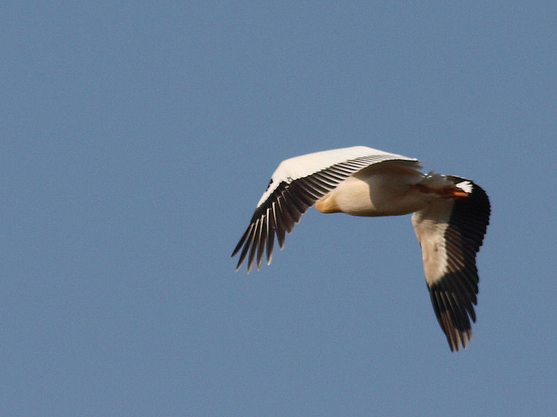 Pellicano Fiorentino - Pelecanus onocrotalus